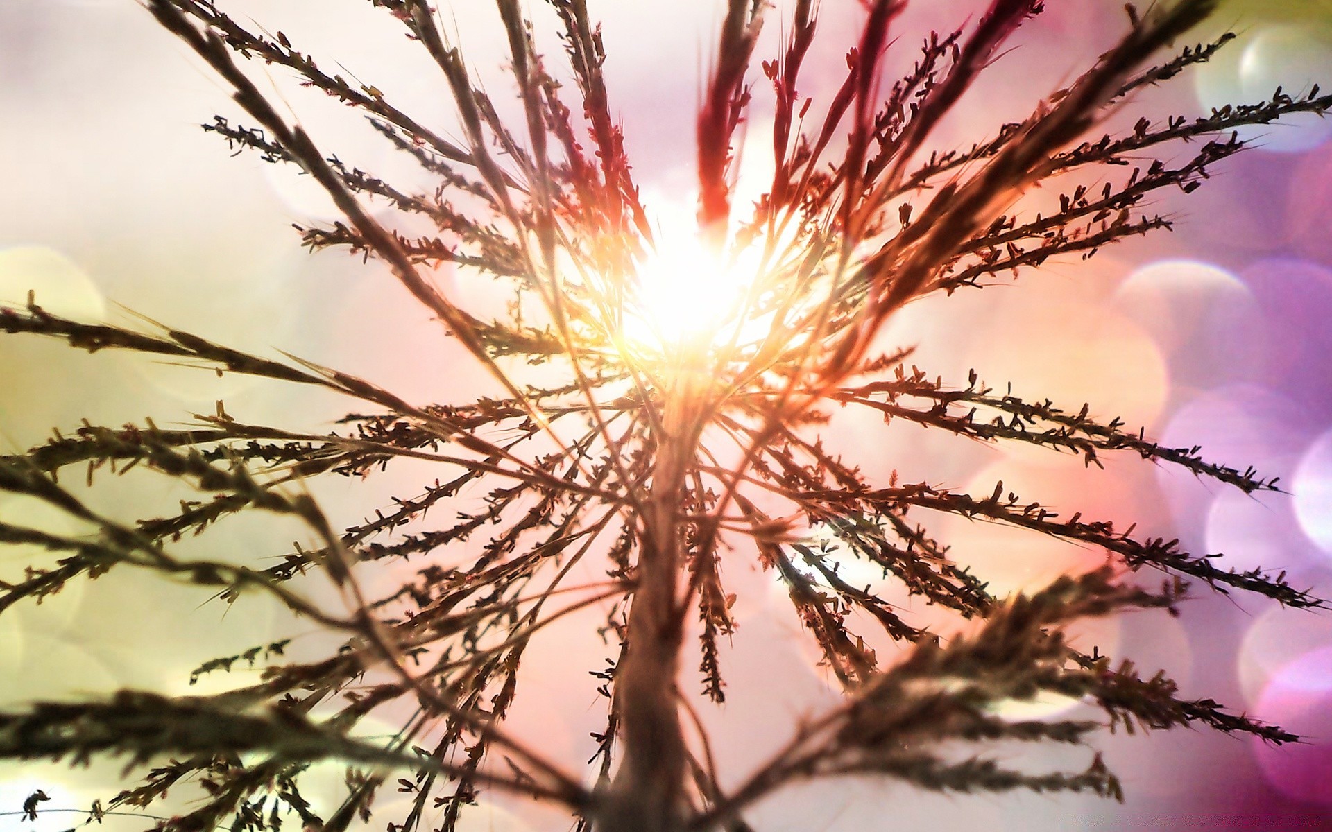 bokeh bright nature winter sun tree light christmas season color dawn desktop frost