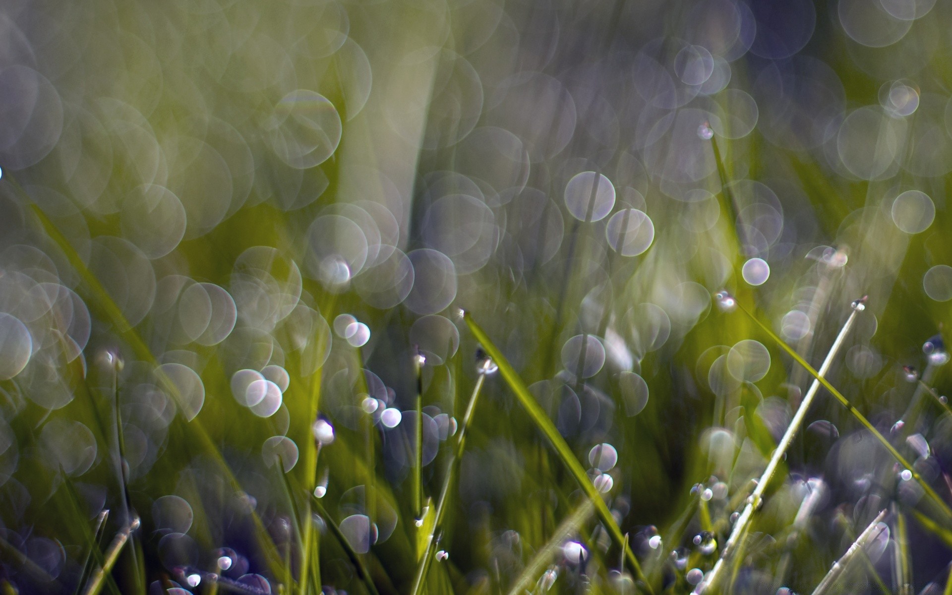 bokeh flora cor natureza desktop brilhante jardim grama verão queda folha flor feno borrão chuva campo brilhante resumo foco gramado temporada