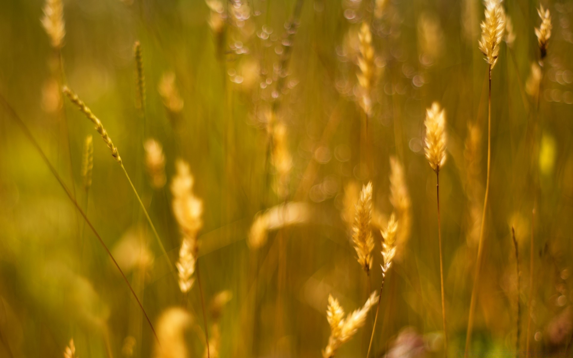 bokeh natura crescita sole rurale alba bel tempo campo estate erba grano all aperto fiocchi flora mais fattoria luminoso foglia campagna buccia