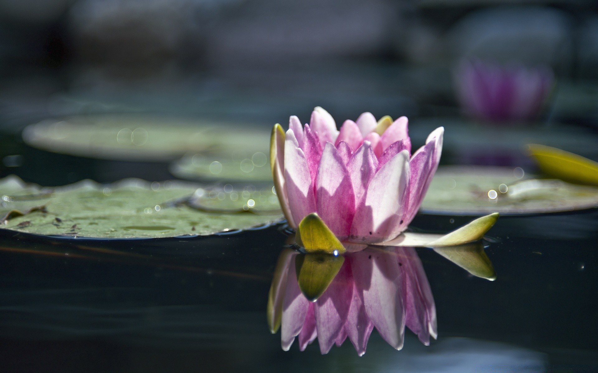 bokeh flor loto piscina lirio floración jardín naturaleza pétalo hoja hermoso zen parque flora acuático lirio de agua meditación natación tropical verano