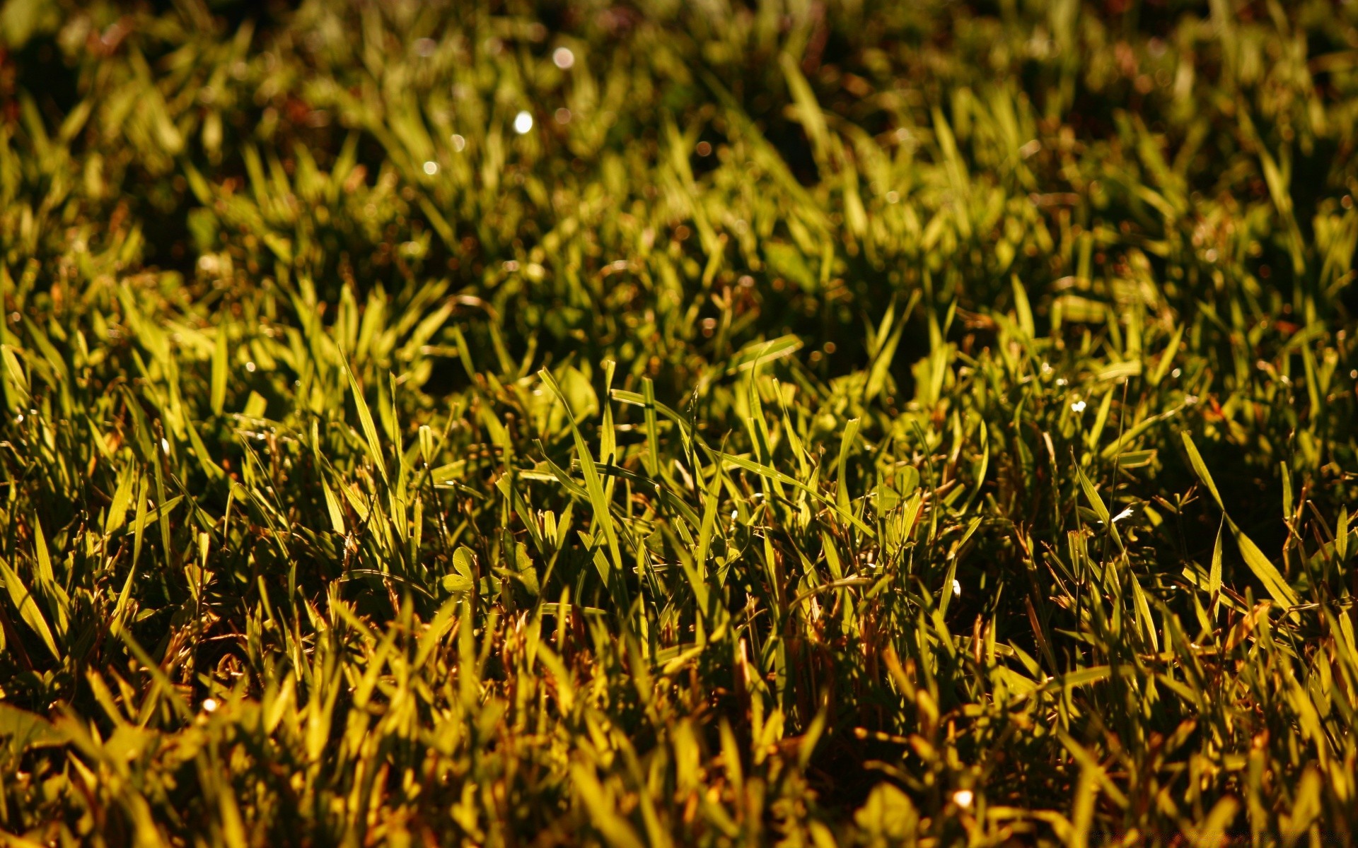 bokeh erba crescita flora natura terra campo suolo desktop foglia struttura all aperto close-up agricoltura alba prato ambiente giardino estate azienda agricola