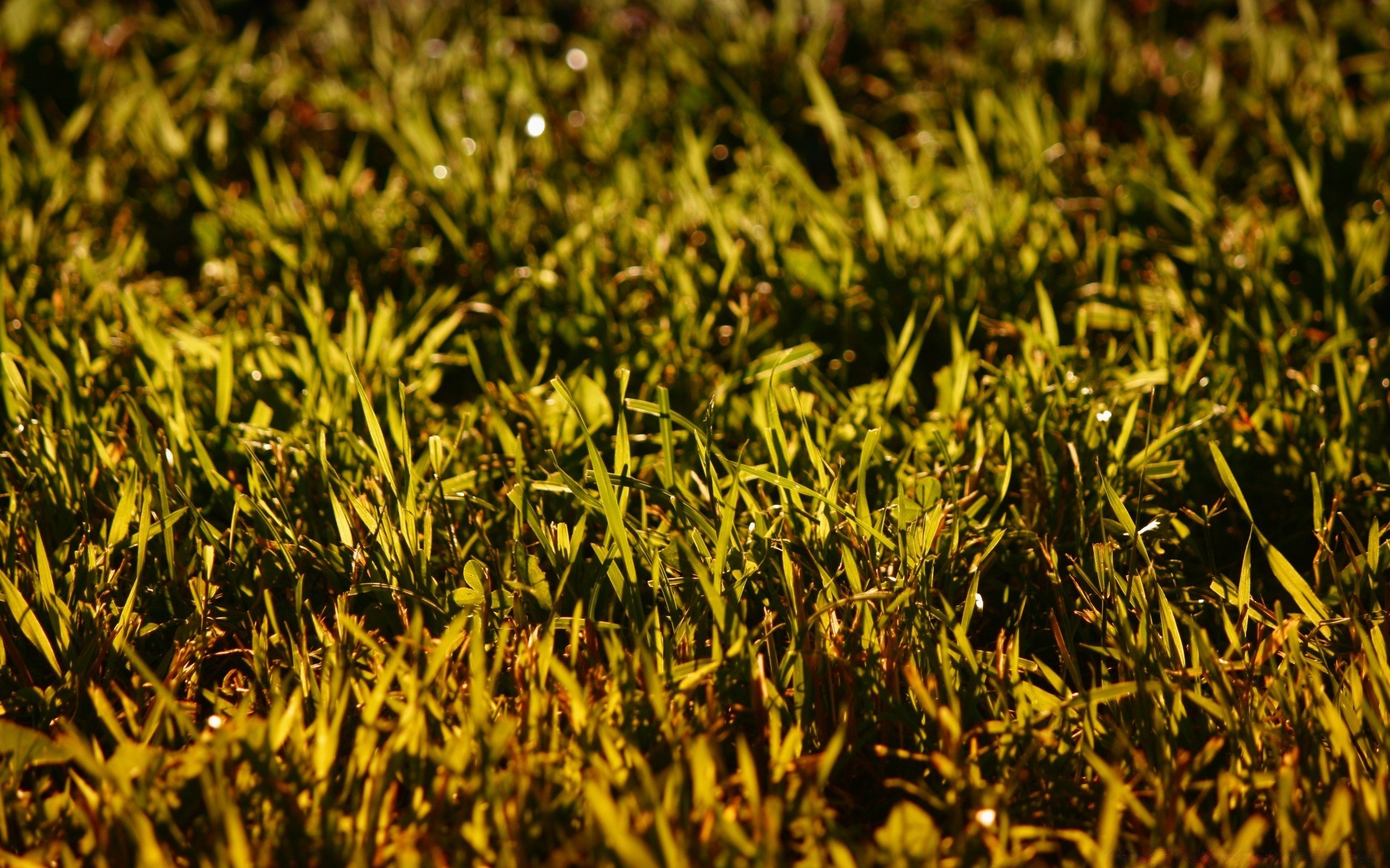 bokeh grass growth flora nature ground field soil desktop leaf texture outdoors close-up agriculture dawn lawn environment garden summer farm