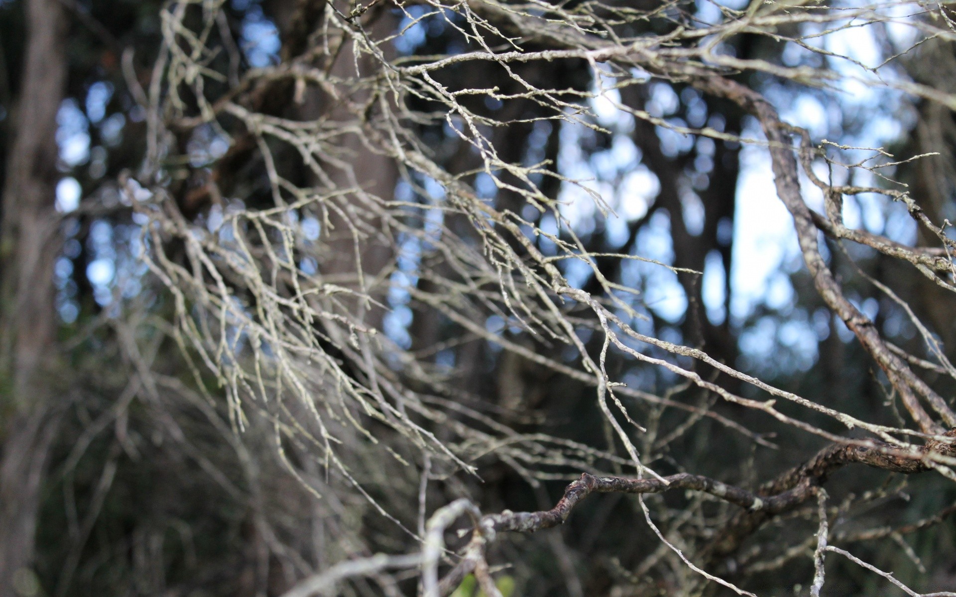 bokeh arbre hiver oiseau la nature branche bois neige à l extérieur la faune saison bureau froid nid sauvage sec gel environnement automne brindilles