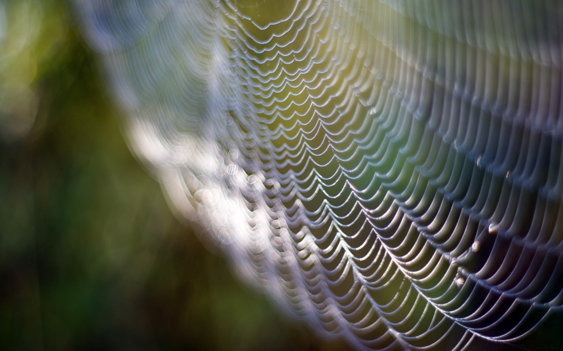 bokeh naturaleza rocío araña escritorio vida silvestre patrón luz textura al aire libre insecto desenfoque abstracto agua color lluvia telaraña primer plano