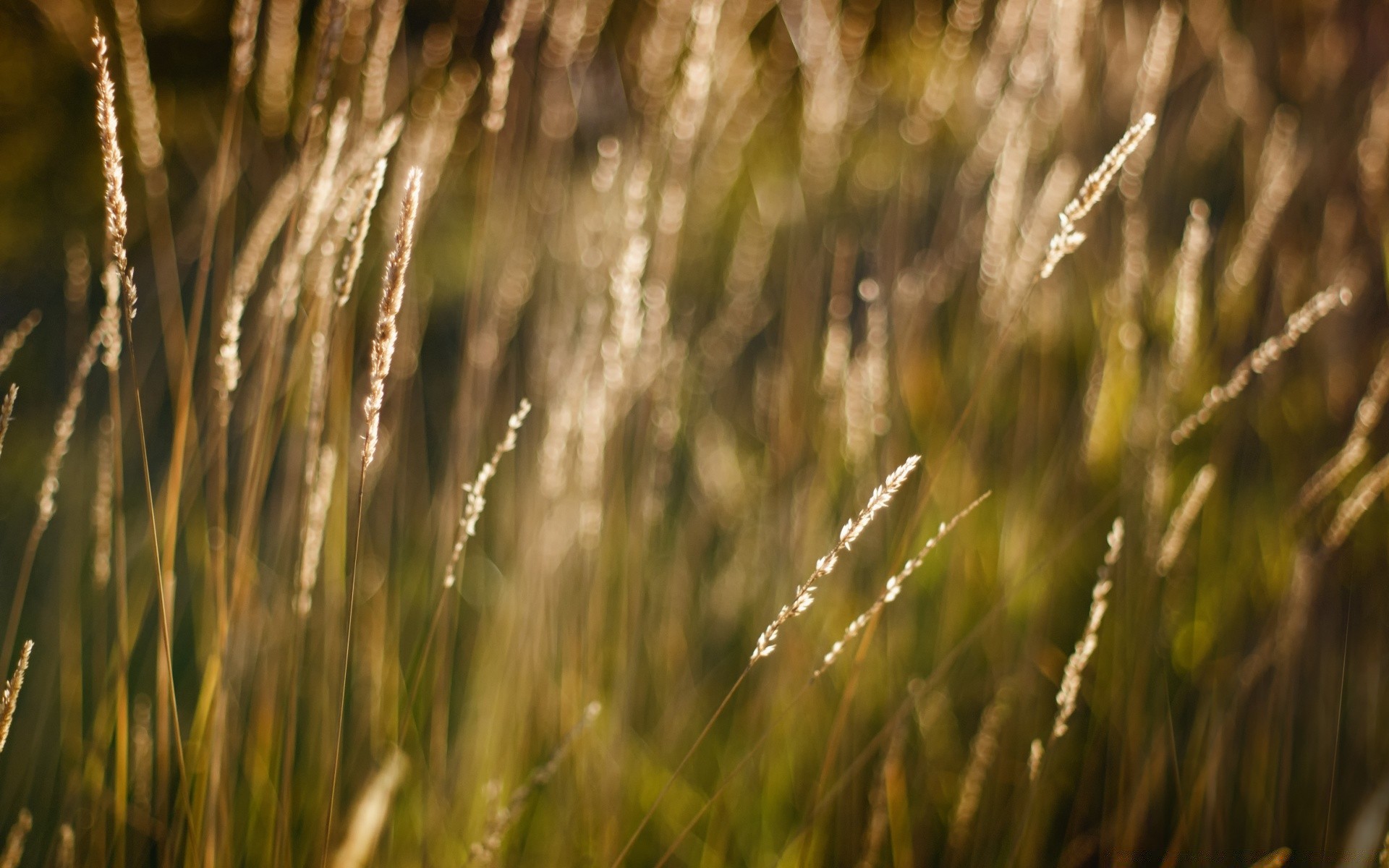 bokeh grama crescimento campo natureza ao ar livre rural sol flora bom tempo amanhecer fazenda verão gramado cereais pasto céu trigo pássaro feno