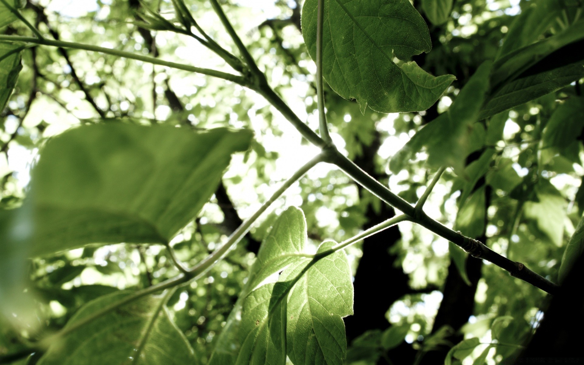 bokeh liść flora natura wzrost ogród jedzenie świeżość zbliżenie oddział lato drzewo rolnictwo na zewnątrz środowisko łuska warzywo bujny kolor