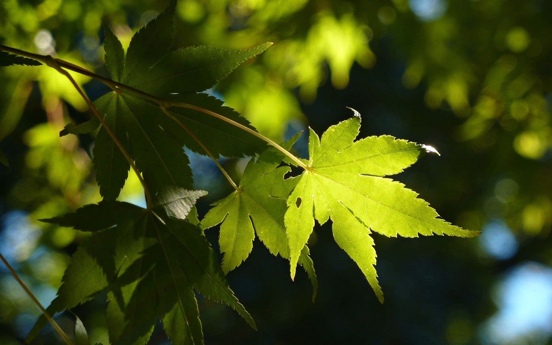 bokeh leaf nature flora lush fall growth bright tree outdoors sun fair weather wood summer environment maple branch garden color close-up