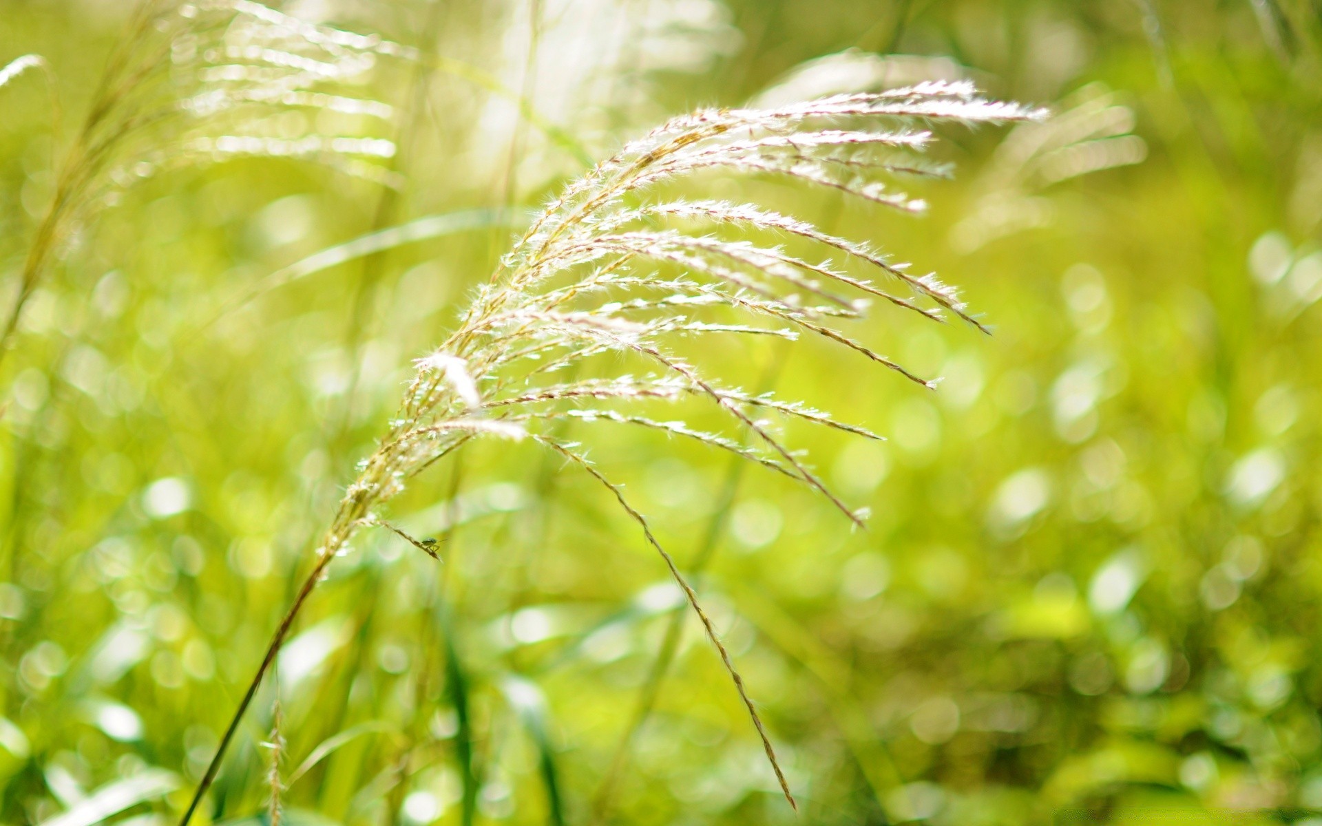 bokeh flora natura liść rosa wzrost świt trawa ogród lato deszcz zbliżenie środowisko słońce pole spadek dobra pogoda światło kolor jasny pulpit