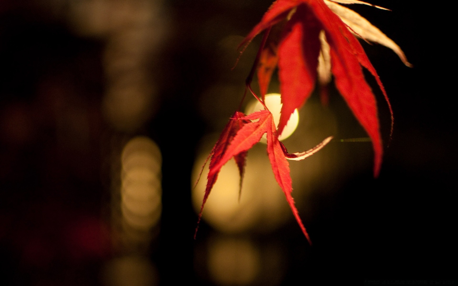 bokeh foglia natura autunno colore scuro luce fiore