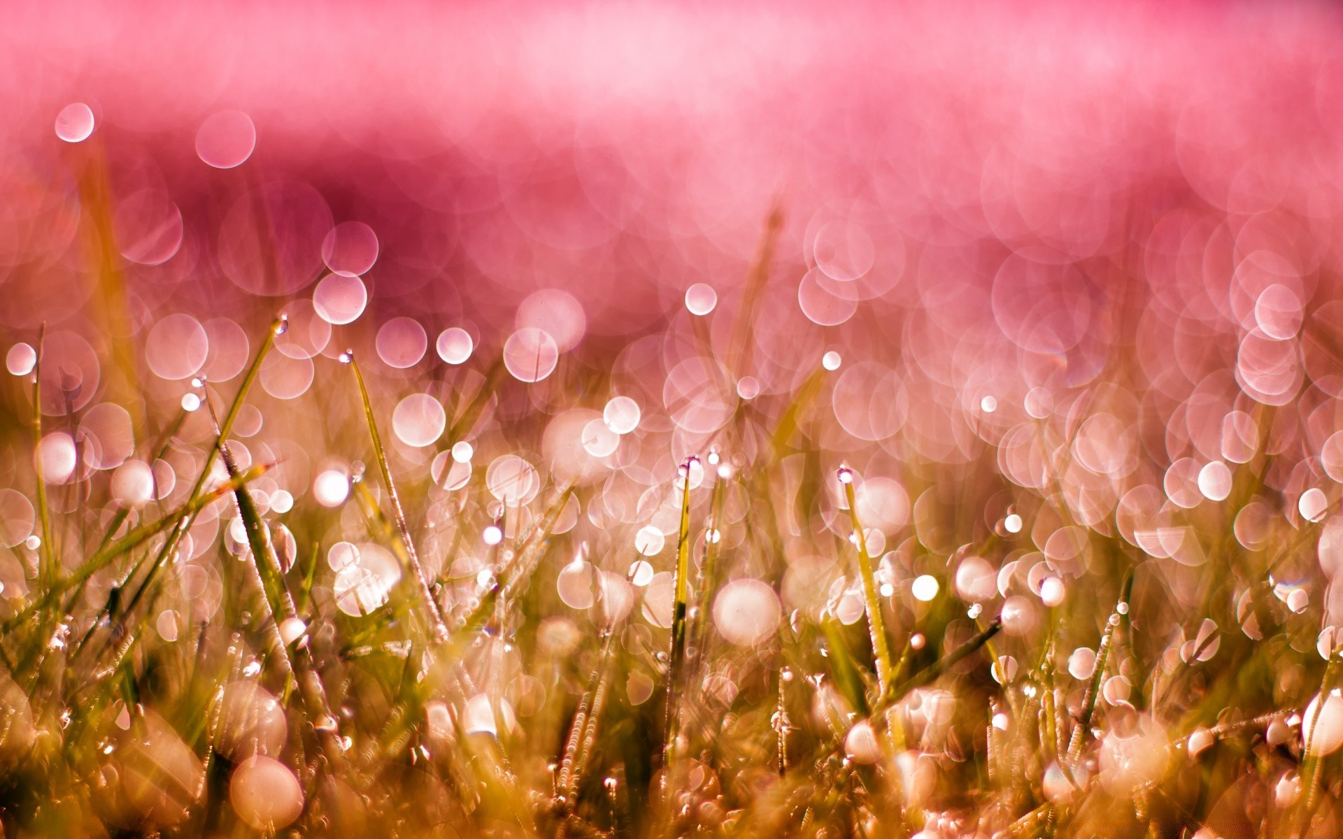 bokeh natureza cor desktop verão brilhante flor bonita grama temporada flora jardim sol campo textura abstrato parque luz