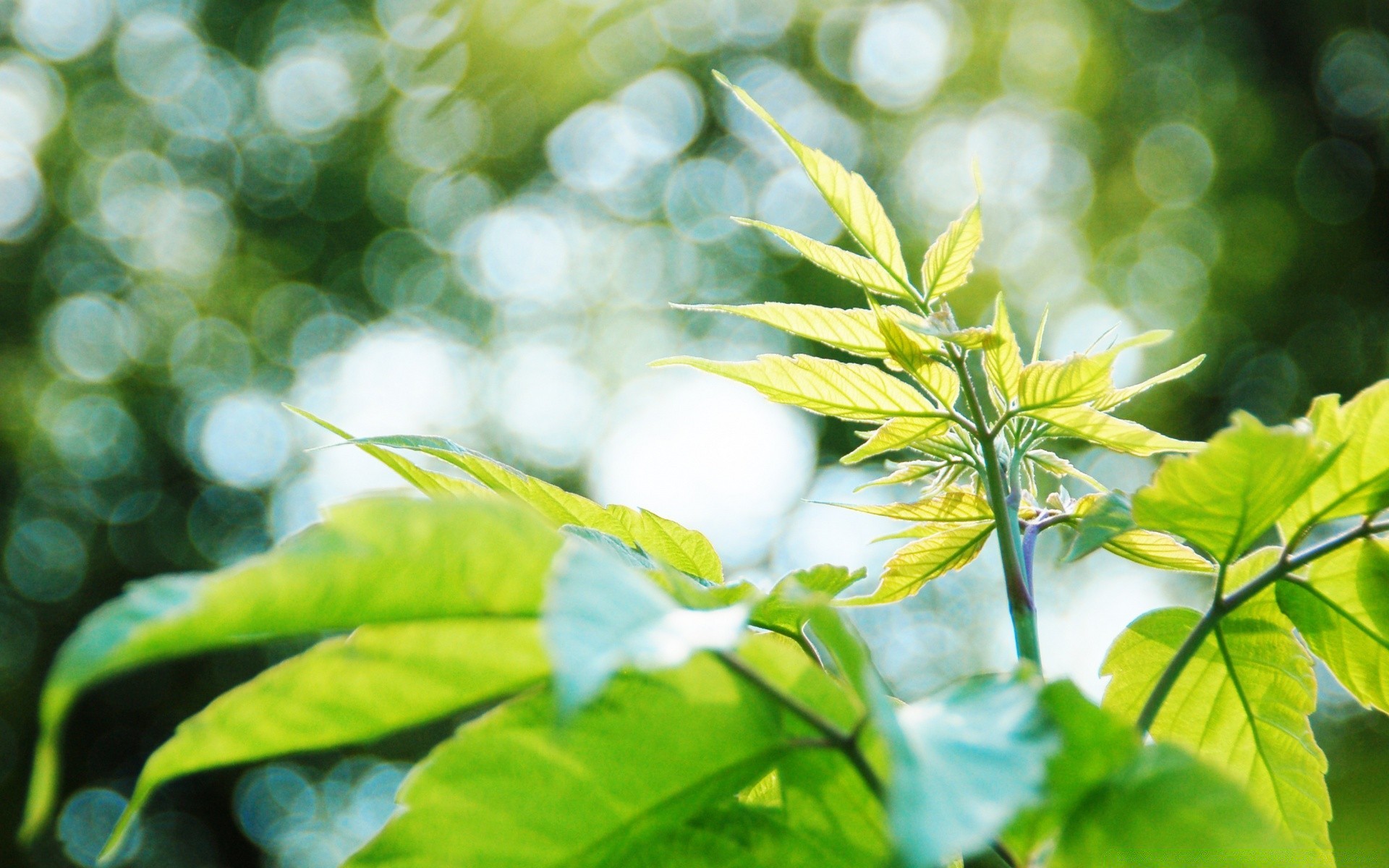 bokeh hoja flora naturaleza crecimiento verano jardín primer plano frescura ambiente exuberante brillante escritorio rama color árbol buen tiempo