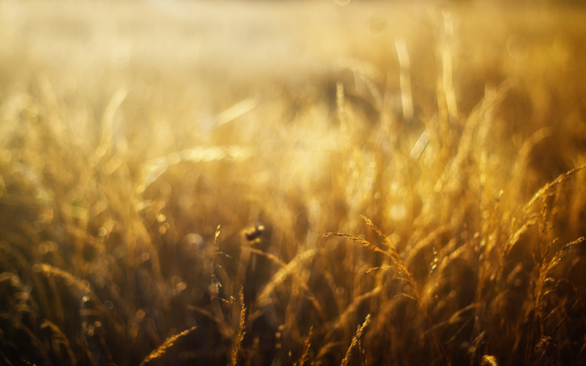 bokeh buğday tahıl alan altın kırsal çiftlik ekmek güneş mera mısır saman günbatımı hasat tohum tarım bulanıklık yaz çavdar doğa kırsal