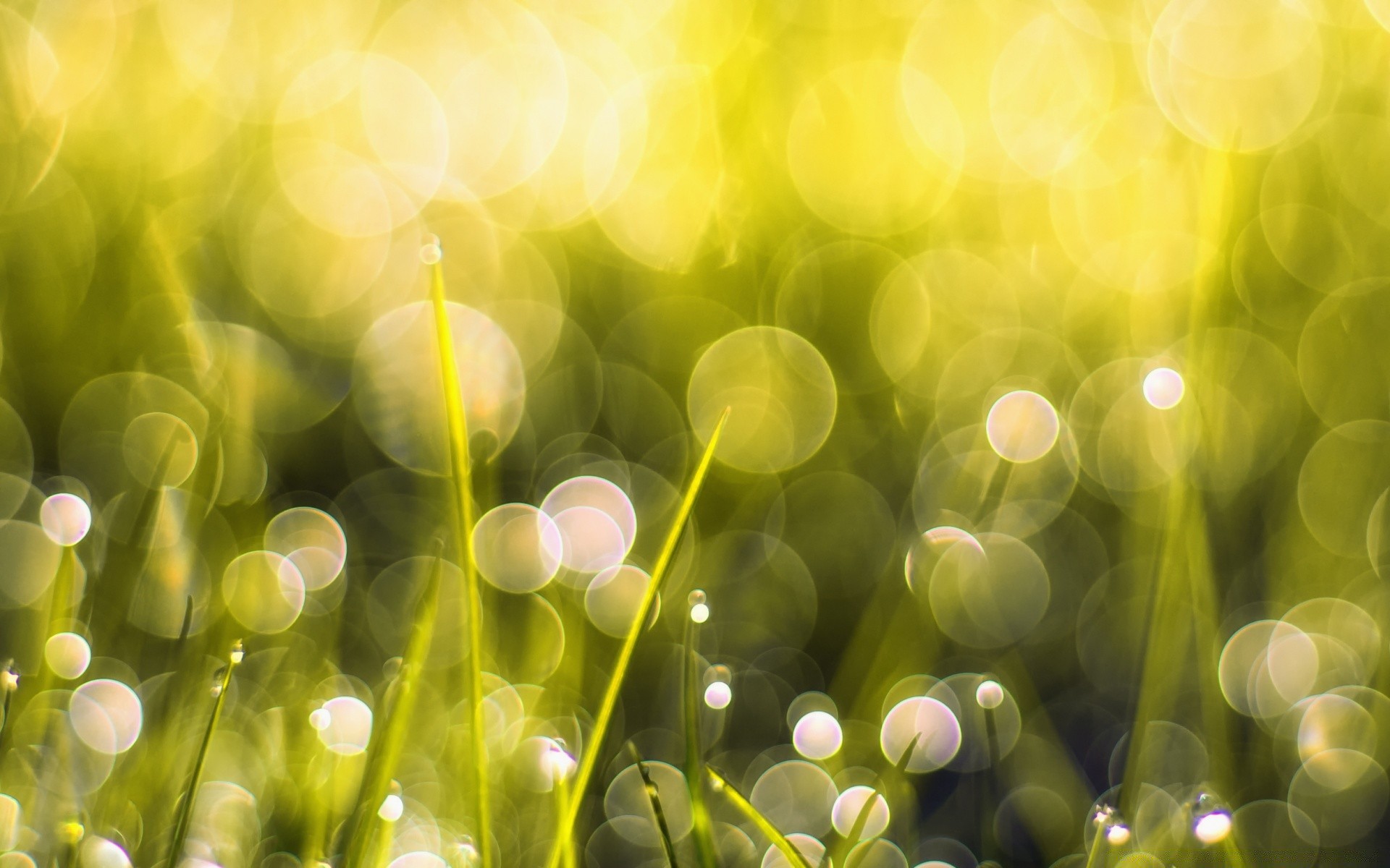 bokeh ogród kolor pulpit jasny natura pole flora lato jasny siano liść sezon rozmycie