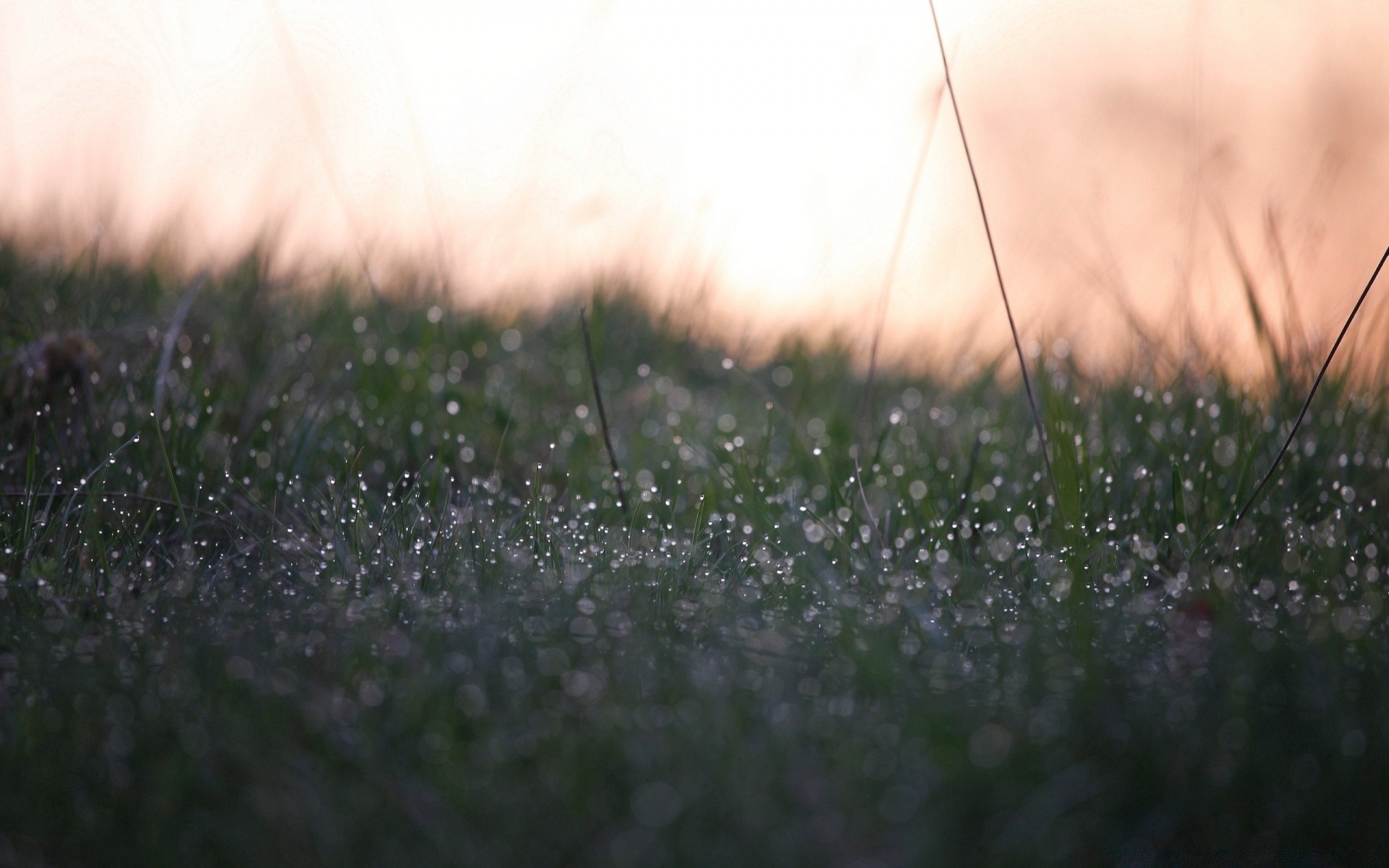 bokeh trawa natura pole deszcz krajobraz sianokosy kwiat ogród świt rozmycie na zewnątrz dof rosa focus spadek środa lato kolor trawnik