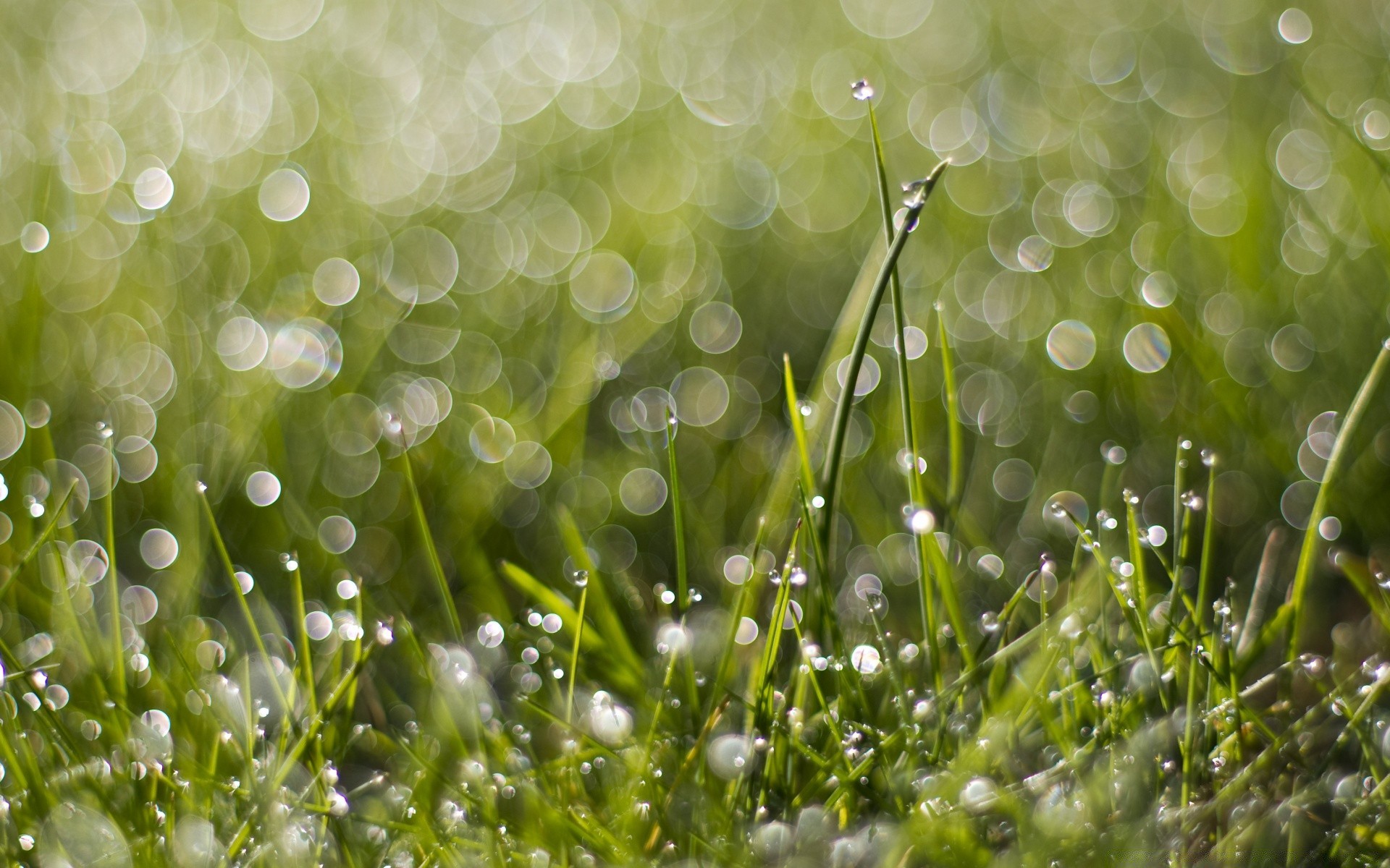 bokeh dew rain drop grass lawn bright flora nature desktop color garden wet droplet summer blur lush hayfield freshness purity dawn