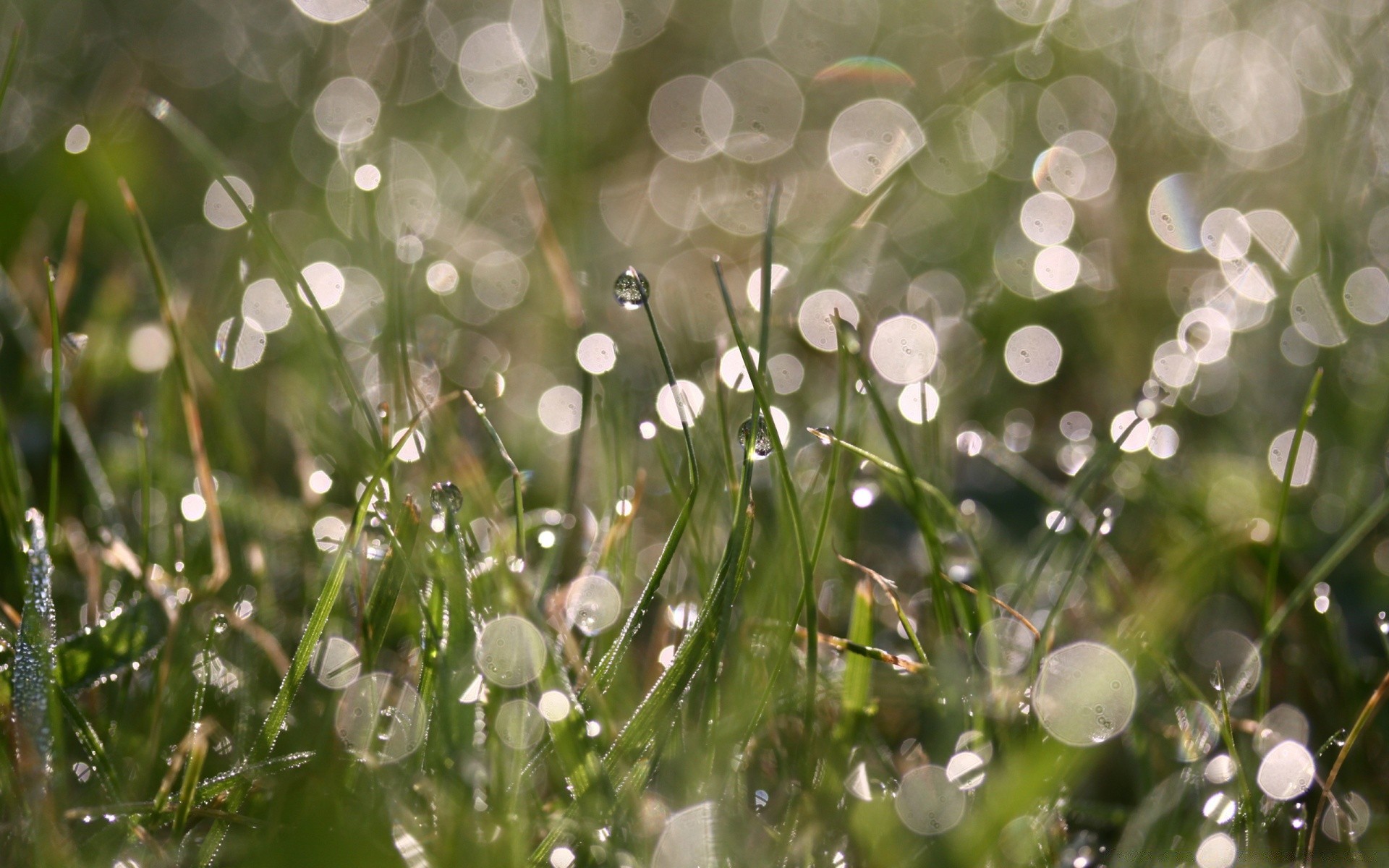 bokeh rugiada natura pioggia flora caduta erba estate bagnato foglia luminoso giardino alba acqua colore purezza stagione freschezza ambiente bel tempo crescita