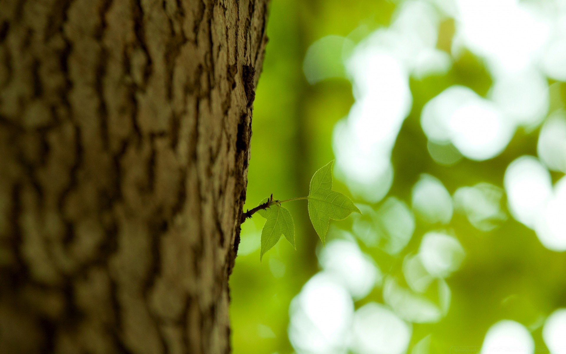 bokeh natur holz blatt unschärfe holz flora desktop im freien sommer farbe wachstum