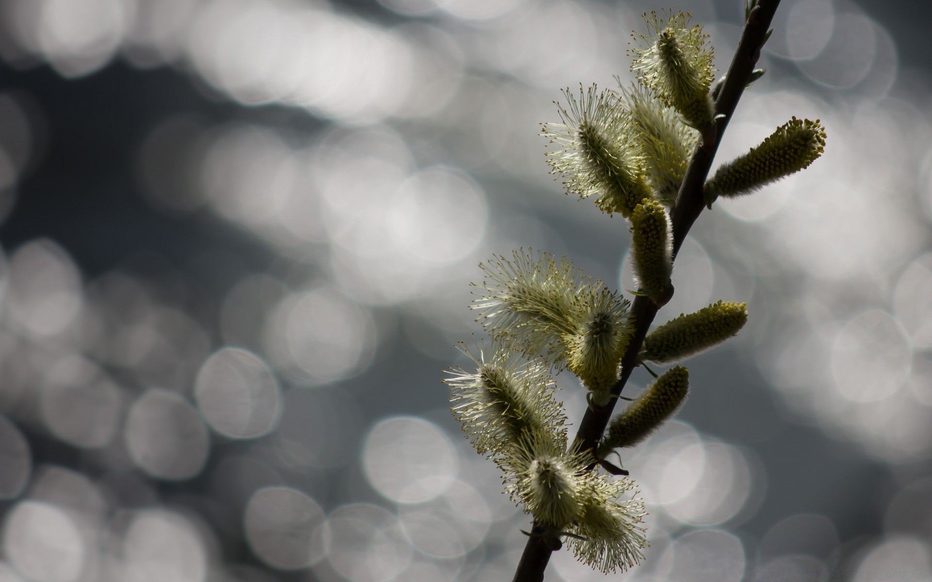 bokeh nature tree blur branch flower winter flora outdoors leaf bright season growth