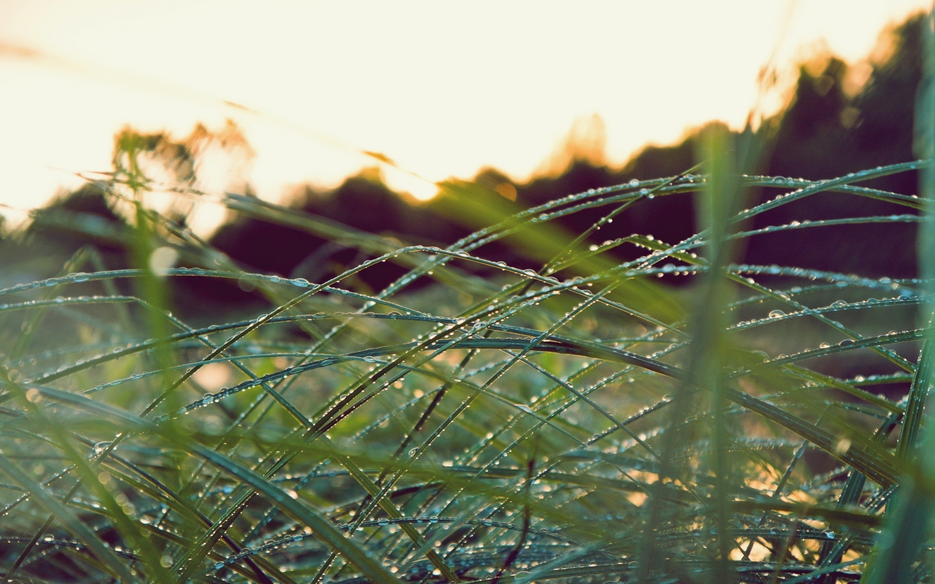 bokeh amanhecer natureza sol grama água luz flora jardim paisagem verão desktop ao ar livre folha bom tempo pôr do sol céu cor