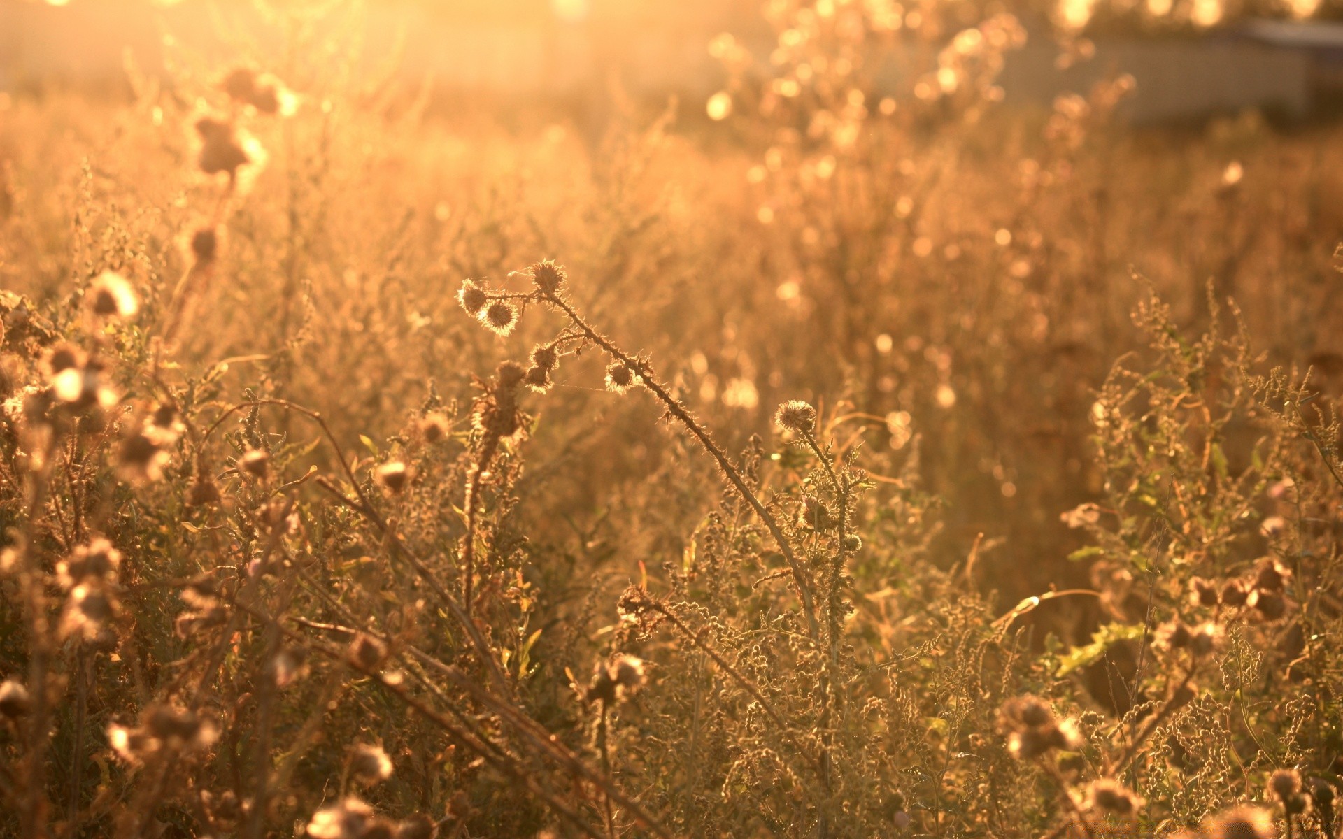 bokeh doğa açık havada şafak alan güneş masaüstü manzara kuru çimen güzel hava günbatımı mera çiçek saman yaz altın flora