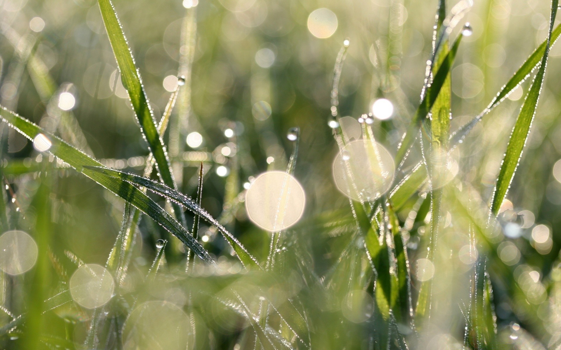 bokeh nature flora summer grass leaf dew garden environment close-up growth field fair weather dawn outdoors season drop rain freshness bright sun