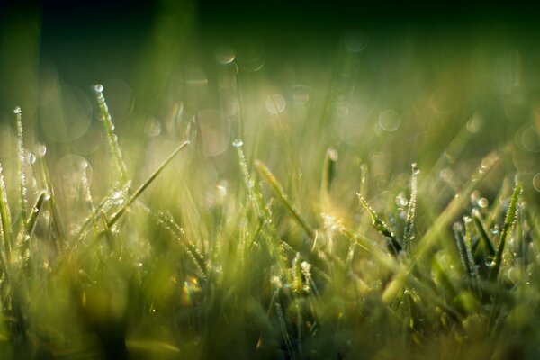 Зелёная трава. Лучи солнца