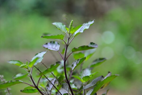 गर्मियों में एक युवा पौधा