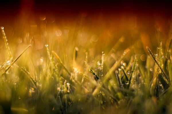 Herbe couverte de rosée à l aube