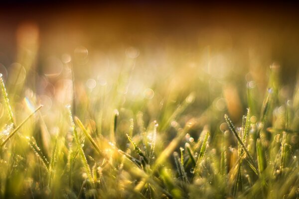 Morning field on the desktop