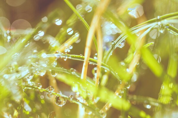 Naturaleza agua en la hierba