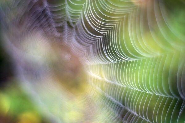 Spinnennetz auf einem Baum in Lichtstrahlen