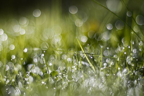 Raindrops in the green grass