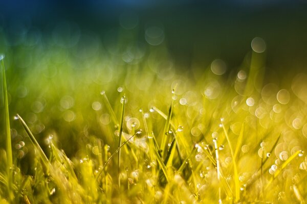 Tau im Gras in der frühen Sonne