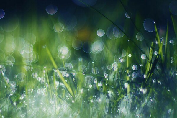 Rosée sur l herbe tôt le matin