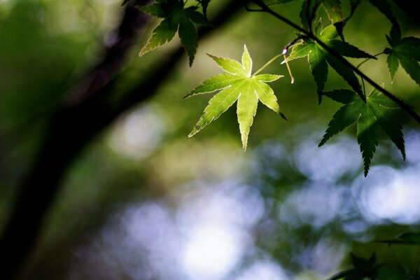 Feuille verte sur une branche mince