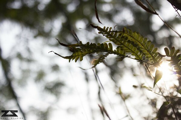 The sun shines through the green leaf