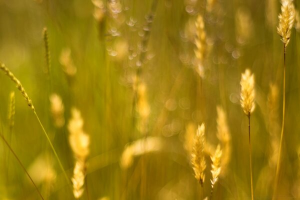 The beauty of the nature of the fields in one photo