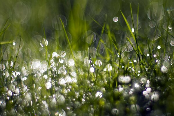 Dew drops on the green grass