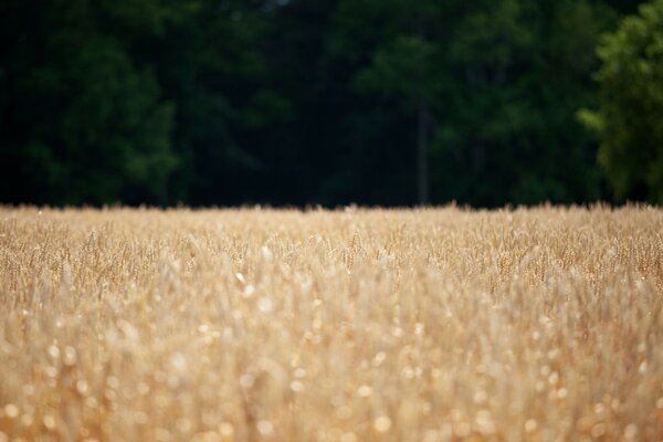 Campo di grano - luogo di esplorazione