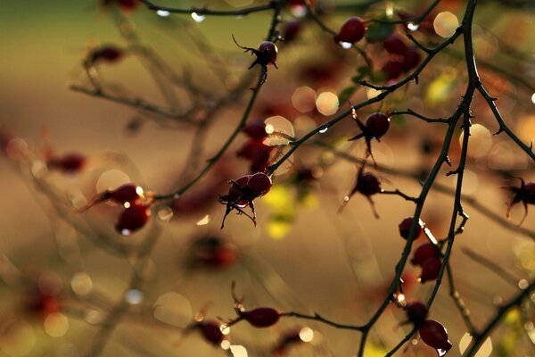 Autumn berries in the morning dew