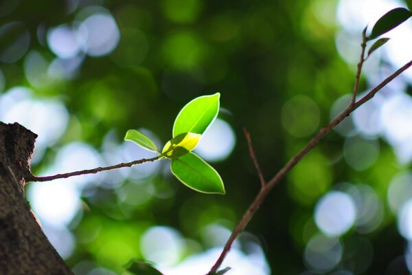 Jeune pousse sur une branche d arbre