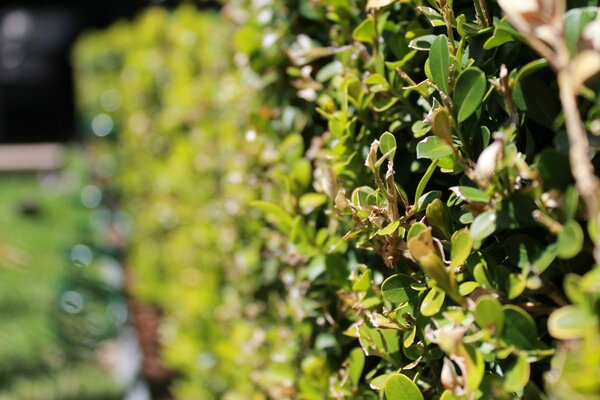 Zaun aus einem Busch in einem bescheidenen Garten