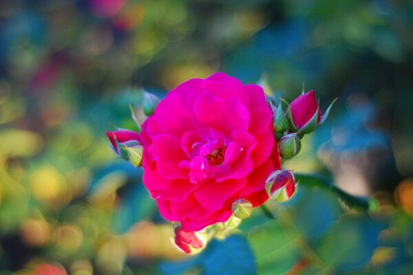 Rose mit Knospen im Vordergrund