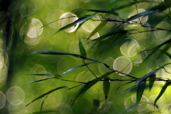 The glare of light in the green foliage