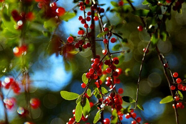 Árbol con frutos rojos en otoño