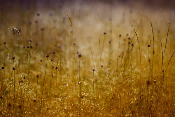 Autumn grass nature autumn