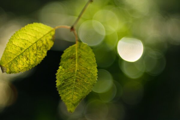 Couple de feuilles closeup