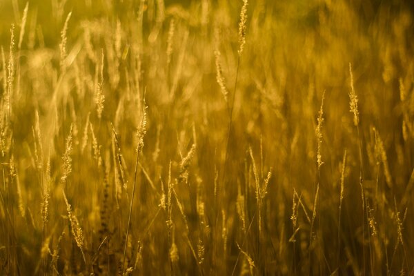 Beautiful ears of wheat