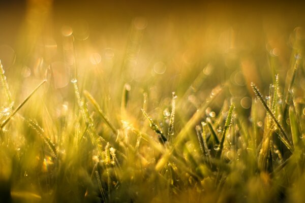 La mañana, el sol y la hierba son una belleza indescriptible