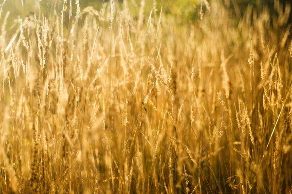 Campo di grano in campagna